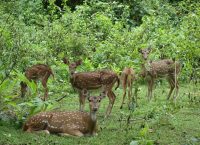 Sagareshwar Wildlife Sanctuary